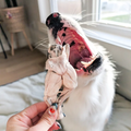 Freeze Dried Jumbo Frog Legs