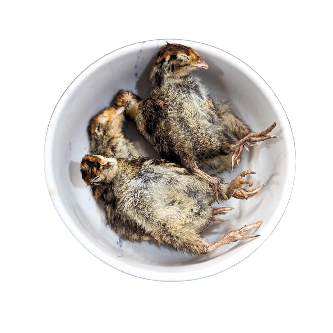 Freeze Dried Whole Quail Hatchling