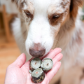 Freeze Dried Salmon Skin Sushi